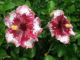 Image result for Hibiscus seineri