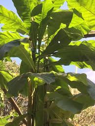 Image result for Anthocleista