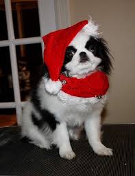 Mishamai japanese chins nancy mellott tx 75647 phone: Tuxedo Japanese Chin