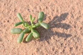 Image result for Zygophyllum cuneifolium