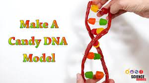 Teach About Genetics And Heredity With Free Stem Lessons & Activities |  Science Buddies Blog
