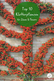 Kletterpflanzen Die 10 Besten Fur Zaune Mauern Plantura Kletterpflanzen Pflanzen Winterharte Kletterpflanzen