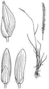 Image result for Sacciolepis indica