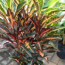 Even if your croton petra is brown and leafless, it doesn't mean that your lovely plant is gone forever. How To Care For The Croton Bush On Fire Houseplant Dengarden