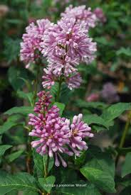 Image result for Syringa prestoniae
