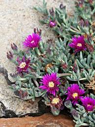 Image result for Lampranthus spp.