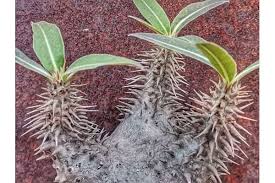 Image result for Pachycarpus goetzei