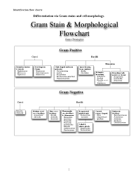 Gram Stain Morphological Flowchart Microbiology Medical