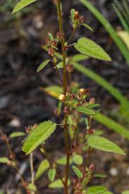 Image result for Sida spinosa