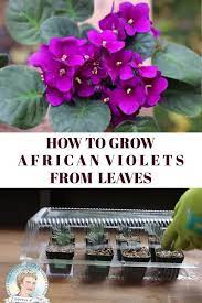 How To Grow African Violets From Leaf Cuttings Video Video African Violets African Violets Plants Violet Plant