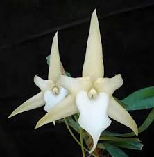 Image result for Angraecum conchiferum
