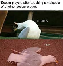 Check spelling or type a new query. The Best Seagull Memes Memedroid