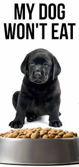 My Dog Won T Eat What To Do When Your Dog Is Off His Food My Dog Wont Eat Dogs Dog Refuses To Eat