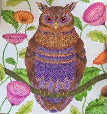 Owl Tropical World Millie Marotta Tropical Wonderland Millie Marotta Tropical Millie Marotta Coloring Book