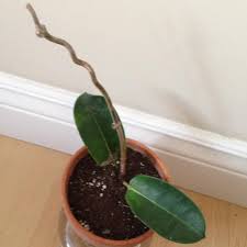 Image result for Empogona ruandensis