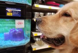 The first vaccination (initial immunisation) among cats usually takes place in the eighth, twelfth and sixteenth week of life. Petsmart Thek9harperlee