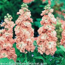 Stock flower info says the plant is an annual, grown from seed to fill those bare spots among other blooms in the spring to a summer garden. Pink Orange Hoary Stock Ten Weeks Stock Excelsior 300 Seeds Garden Seeds Market Free Shipping