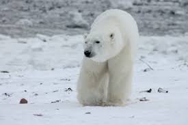 Aber so einen massiven bärenüberfall erlebe ich zum ersten mal, sagte der leiter der verwaltung siganscha musin der „siberian times. Eisbaren Fort Notstand Auf Nowaja Semlja Aufgehoben