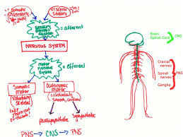 nervous system organization worksheet anatomy andy si