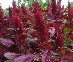 Image result for Amaranthus cruentus