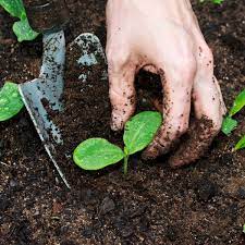 Now adding manure to your garden is playing russian roulette with your plants. Composting Myths Busted Planet Natural