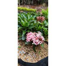 Namun ada juga yang menghasilkan bunga cantik beraroma wangi, dan cocok untuk hiasan indoor maupun outdoor. 5 Tanaman Hias Hidup Tanaman Indoor Tanaman Outdoor Asoka Jambon Pink Shopee Indonesia