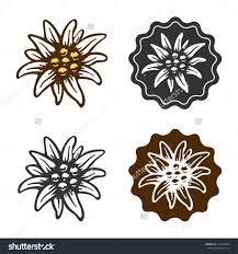 Edelweiss Flower Tattoo Edelweiss Flower Symbol Alpinism Alps Germany Logo Stock Vector Edelweiss Flower Edelweiss Tattoo Flower Symbol