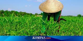 Dapatkan penjelasan bukan hanya jawaban. Petani Merugi Saat Sektor Pertanian Tumbuh Di Tengah Pandemi Corona Apa Masalahnya Halaman All Kompas Com