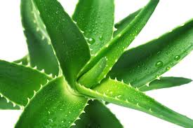 In combination with a select blend of naturally derived cleansers, this soothing shampoo leaves the hair feeling silky soft, nourished and looking beautifully glossy. Using Aloe Vera To Help Hair Growth Viviscal Healthy Hair Tips