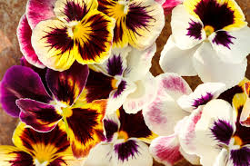 Check spelling or type a new query. Pansy Flower Meaning Flower Meaning