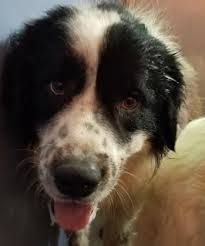 Black And White St Bernard Puppy Animal Id 39061721 Species Dog Breed Saint Bernard Mix Age 2 Years 2 Days Gender Male Size Xl Color White Black Site Department Of Dogs Animals St Bernard Mix