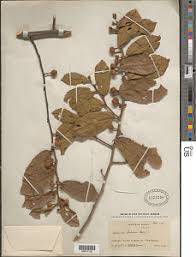 Image result for Grewia forbesii