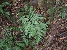 Image result for Diplazium humbertii
