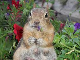 What S Eating Your Petunias Petunias All About Plants Urban Farming