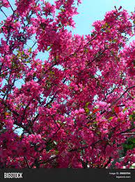 Hot pink flowers on tree. Hot Pink Flowering Image Photo Free Trial Bigstock