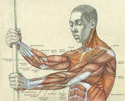 This is the coracoid process. Muscles Of The Arm And Hand Classic Human Anatomy In Motion The Artist S Guide To The Dynamics Of Figure Drawing