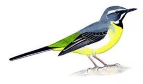 apprendre a reconnaitre les oiseaux les astuces pour reconnaitre les oiseaux oisillon en 2021 bergeronnette des ruisseaux oiseaux oiseaux des jardins