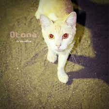 Otona Song By Cressons Spotify