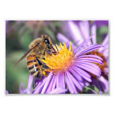 Honey Bee On Purple Pink Flower Photo Print Zazzle Com Poster Pictures Pink Flower Photos Picture Photo