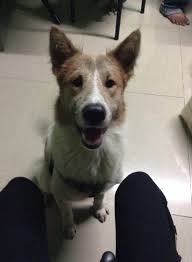 Fortunately, to change this kind of mindset, an animal advocate, the philippine animal welfare society (paws) proposed the alternative name 'aspin' from 'askal' to uplift the status of the philippine native dogs. My Dog Happy Dog Aspin Lovely Dog Pup Dingus Doge Doggy Dug Photo Uploaded By Lucia245