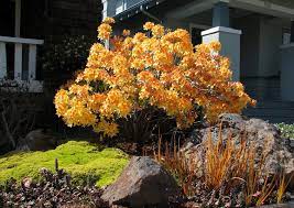 I Love This Garden Garden Azaleas Plants