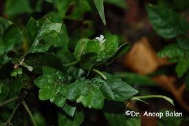 Image result for Phaulopsis sangana