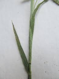 Image result for Dactyloctenium geminatum