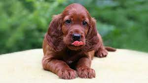 10 rows setter in limerick €850 for sale 3 pedigree irish setters x3 ikc registered pups very well. Irish Setter Price Temperament Life Span