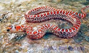 Herp Photo Of The Day Chihuahua Mountain Kingsnake Cute Reptiles Snake Breeds Reptiles And Amphibians