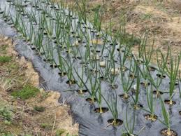Check spelling or type a new query. Tips Information About Weeds Gardening Know How
