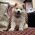Chusky Information Center - The Chow Chow Husky Mix Breed ...