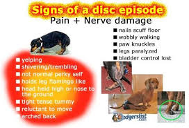 Pin On Vet