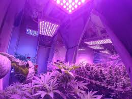 Maybe you would like to learn more about one of these? Led Grow Light