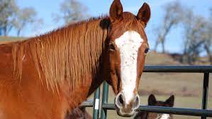 How To Adopt Or Buy A Horse | The Humane Society Of The United States